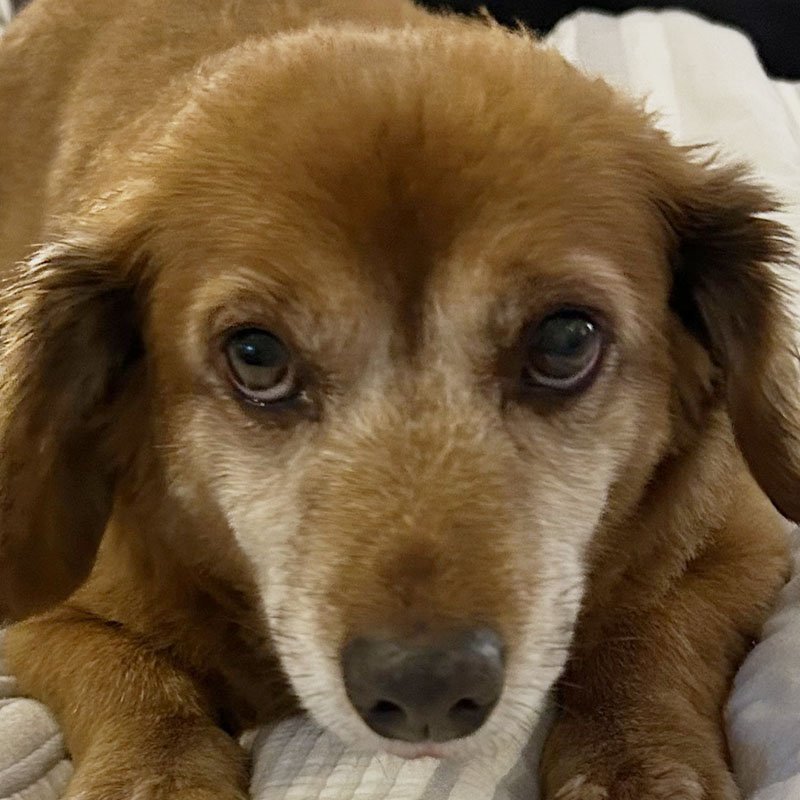 Buddie (Beans), canine comfort ambassador